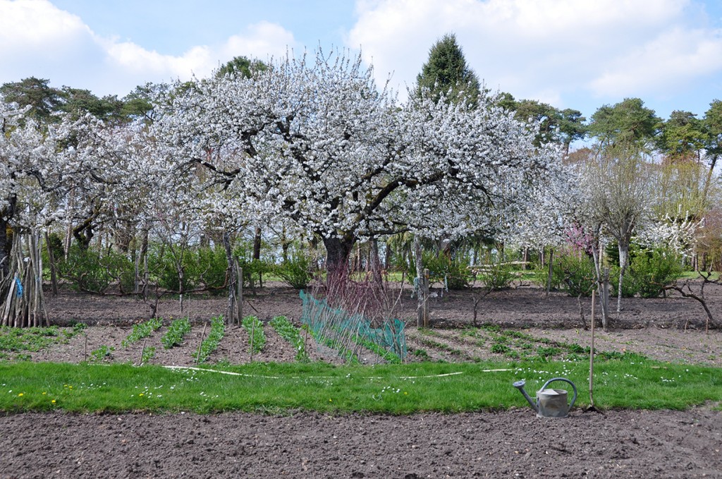 Cherry blossoms