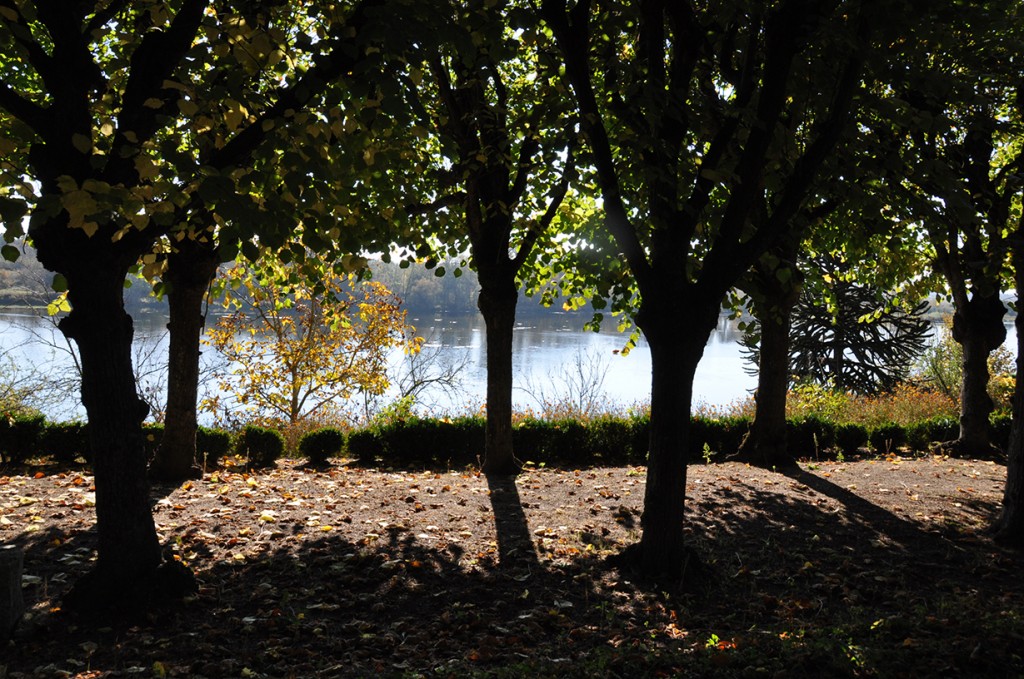 Avenue of trees against the light