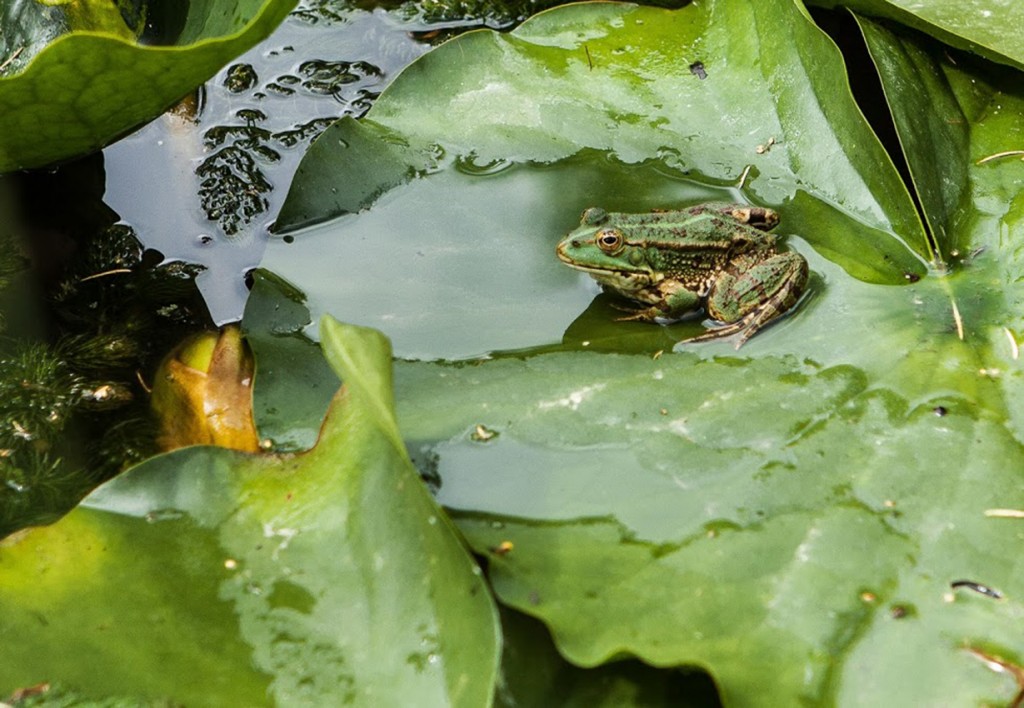 Frog and waterlily