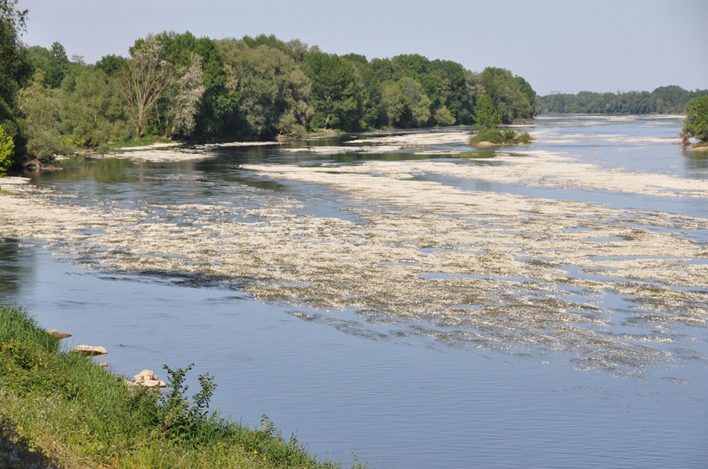 Water buttercup on the Loire